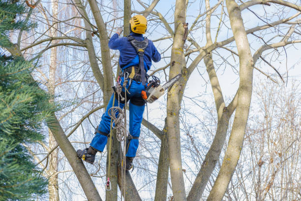 Best Tree Mulching  in Arnold, MO