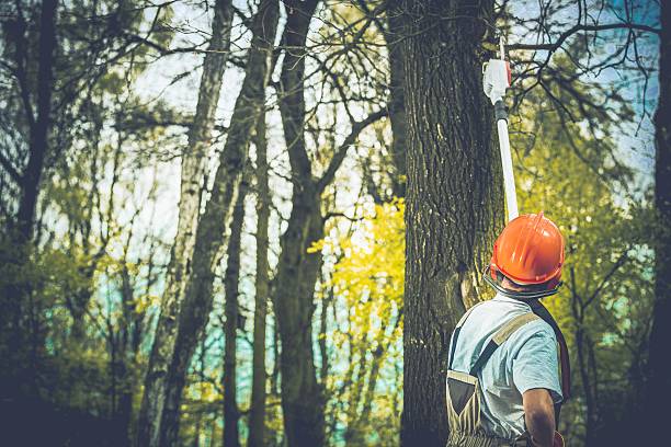 Arnold, MO Tree Care Company